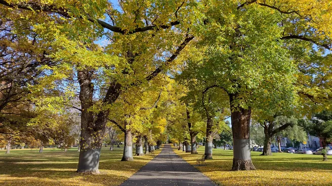 Avenue with deciduous trees in fall