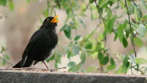 Biodiversität in der Stadt