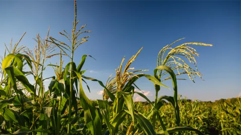 BayKlimaFit 2: Schwerpunkten Pflanzenqualität, Pflanzengesundheit und Pflanzenversorgung 