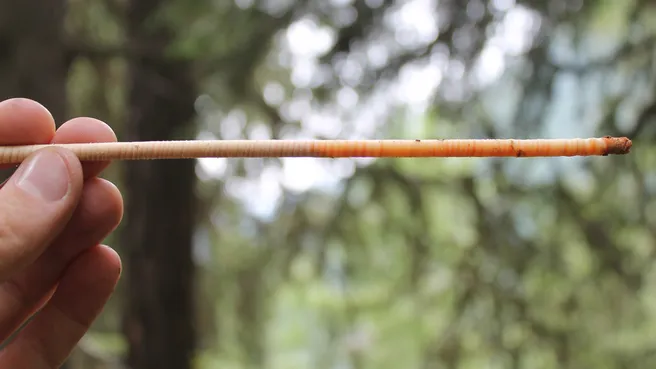 Probe vom Holzkern mit Jahrringen