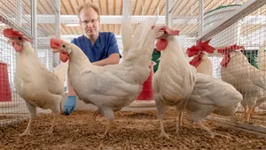 Prof. Benjamin Schusser with the chickens