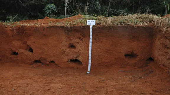 Roter Boden im brasilianischen Regenwald mit Gürteltierröhren