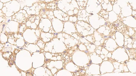 To the DFG Research Group FOR 5298 Microscope image adipose tissue DFG Research Group FOR 5298
