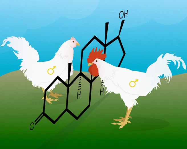 chickens without androgen receptor