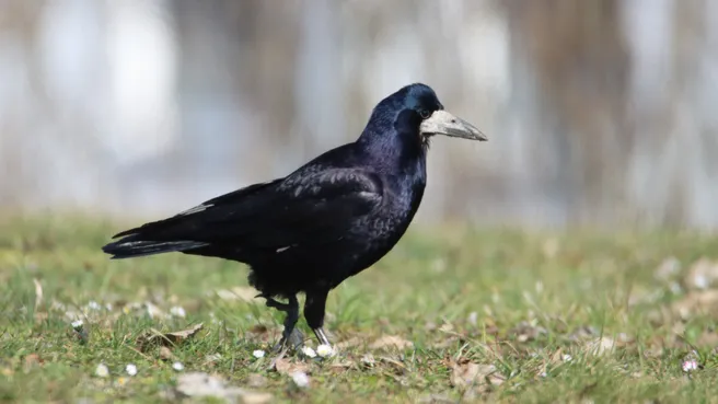 Rook looking for food