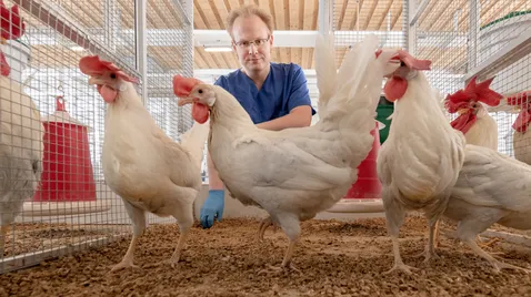  Prof. Schusser - Chickens with integrated genetic scissors